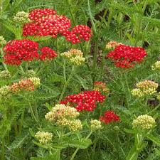 Attēlu rezultāti vaicājumam “Achillea salicifolia flower”