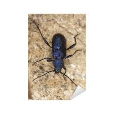 Attēlu rezultāti vaicājumam “Callidium violaceum”