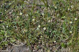 Attēlu rezultāti vaicājumam “Linum catharticum fruit”