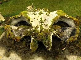 Attēlu rezultāti vaicājumam “Didymodon tophaceus”