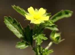 Attēlu rezultāti vaicājumam “Potentilla supina flower”
