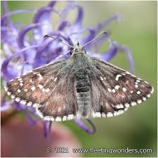 Attēlu rezultāti vaicājumam “Pyrgus alveus upperside”