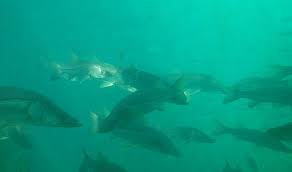 Image result for Centropomus undecimalis