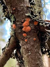 Attēlu rezultāti vaicājumam “Aleurodiscus amorphus”