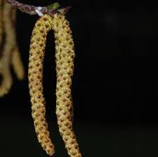 Attēlu rezultāti vaicājumam “Betula humilis fruit”