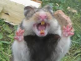 Image result for хомек