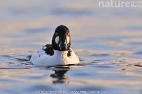 Attēlu rezultāti vaicājumam “Bucephala clangula male”
