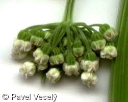 Attēlu rezultāti vaicājumam “Selinum carvifolia fruit”