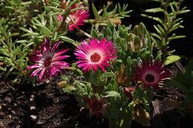 Image result for Mesembryanthemum criniflorum