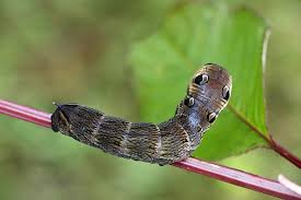 Attēlu rezultāti vaicājumam “Deilephila elpenor larva”