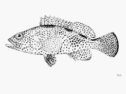 Image result for Epinephelus adscensionis