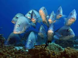 Image result for Manta Divers Sub-Aqua Club