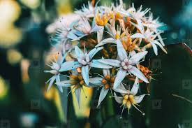 Attēlu rezultāti vaicājumam “Sedum album flower”