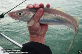 Image result for Merlangius merlangus