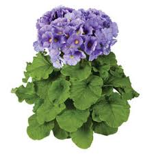 Image result for Primula obconica