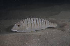 Image result for Lithognathus mormyrus