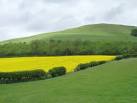 Pasture and rape field - via Daymix