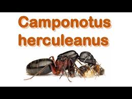 Attēlu rezultāti vaicājumam “Camponotus herculeanus”