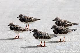 Attēlu rezultāti vaicājumam “Arenaria interpres”