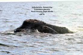 Image result for Eubalaena glacialis