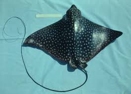 Image result for Aetobatus narinari