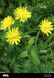 Attēlu rezultāti vaicājumam “Crepis paludosa leaf”