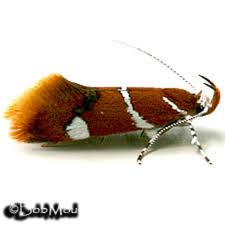 Attēlu rezultāti vaicājumam “Oecophoridae”