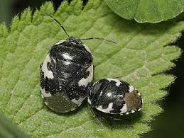 Attēlu rezultāti vaicājumam “Tritomegas bicolor nymph”