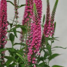 Attēlu rezultāti vaicājumam “Veronica longifolia fruit”