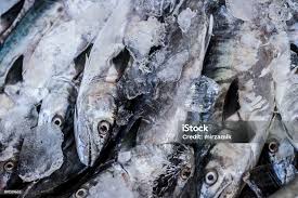 Image result for Scomberomorus cavalla