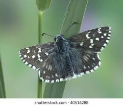 Attēlu rezultāti vaicājumam “Pyrgus serratulae underside”