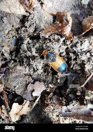 Attēlu rezultāti vaicājumam “Diachromus germanus”