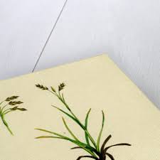 Attēlu rezultāti vaicājumam “Carex capillaris”