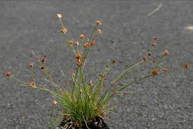 Attēlu rezultāti vaicājumam “Juncus bulbosus”