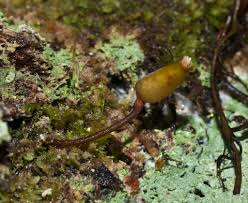 Attēlu rezultāti vaicājumam “Buxbaumia”