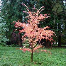 Attēlu rezultāti vaicājumam “Cercidiphyllum japonicum”