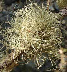 Attēlu rezultāti vaicājumam “Usnea subfloridana”
