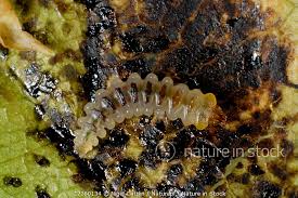 Attēlu rezultāti vaicājumam “Cameraria ohridella”