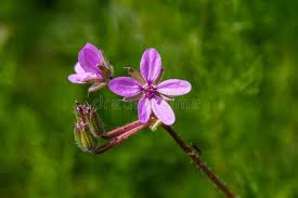 Attēlu rezultāti vaicājumam “Erodium cicutarium flower”