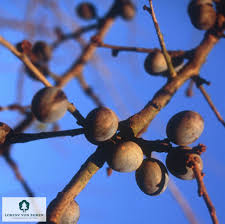 Attēlu rezultāti vaicājumam “Prunus spinosa fruit”