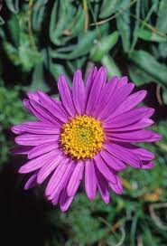 Image result for Aster alpinus