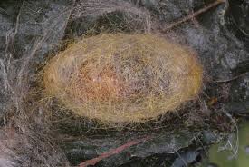 Attēlu rezultāti vaicājumam “Calliteara pudibunda larva”