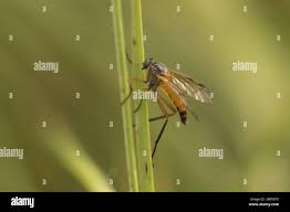 Attēlu rezultāti vaicājumam “Rhagionidae”