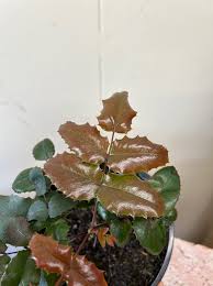 Attēlu rezultāti vaicājumam “Mahonia aquifolium leaf”