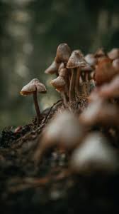 Attēlu rezultāti vaicājumam “Hepialus humuli male”