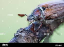 Attēlu rezultāti vaicājumam “Melolontha melolontha imago”