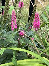 Attēlu rezultāti vaicājumam “Veronica spicata fruit”