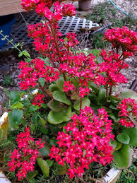Image result for Kalanchoe blossfeldiana