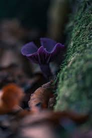 Attēlu rezultāti vaicājumam “Bryum funkii macro”