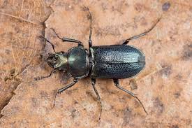 Attēlu rezultāti vaicājumam “Platycerus caraboides”